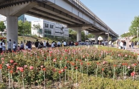 Jungnangcheon Rose Theme Road